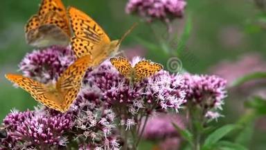 蝴蝶飞舞，蝴蝶在大自然的花朵上飞舞，有昆虫的花园景色